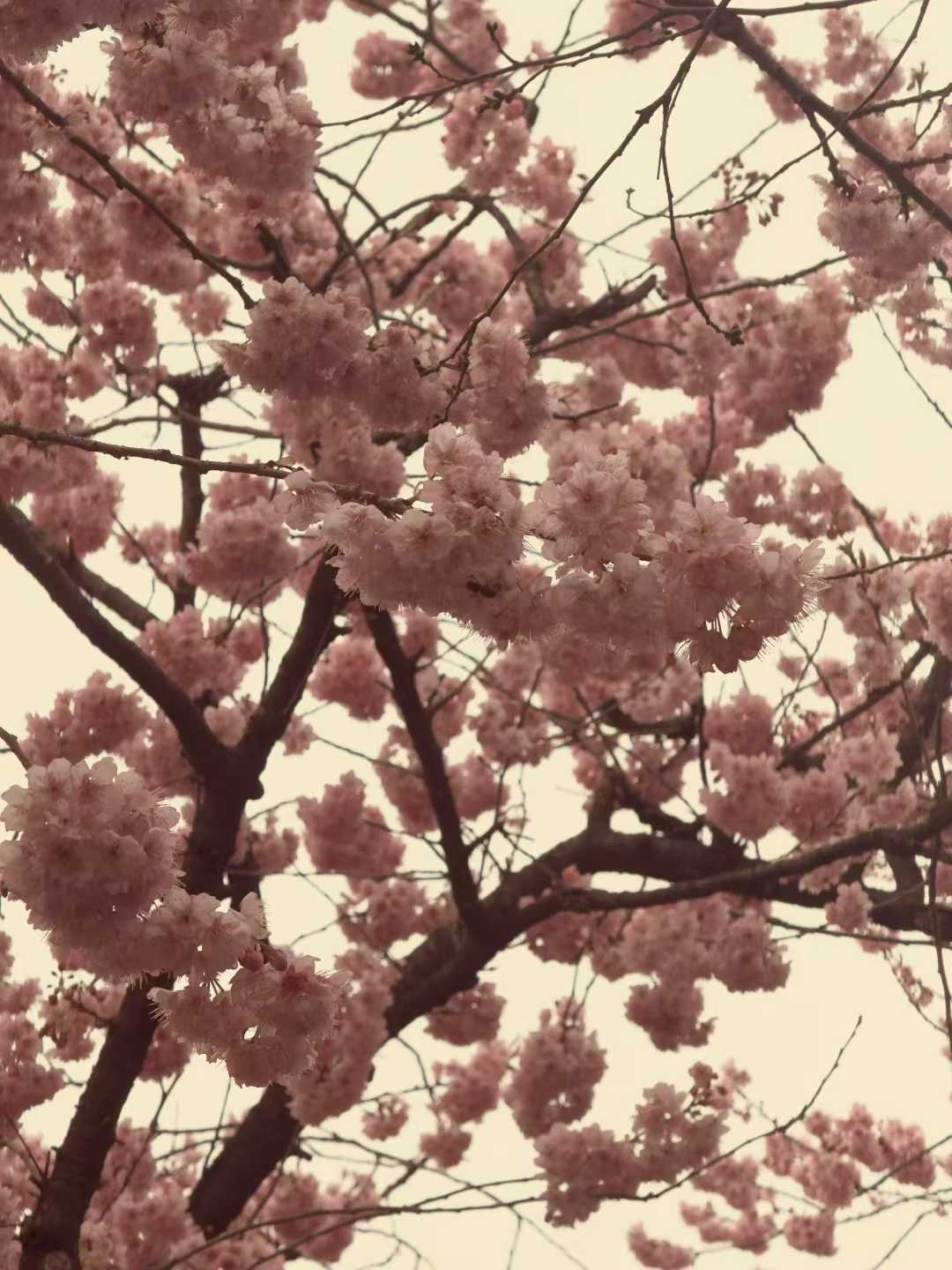 樱满东湖，赴一场江城春日之约｜网站樱花特效同步上线